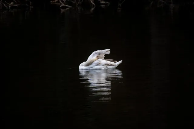 Mute swan