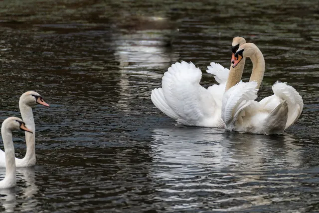 Swan family