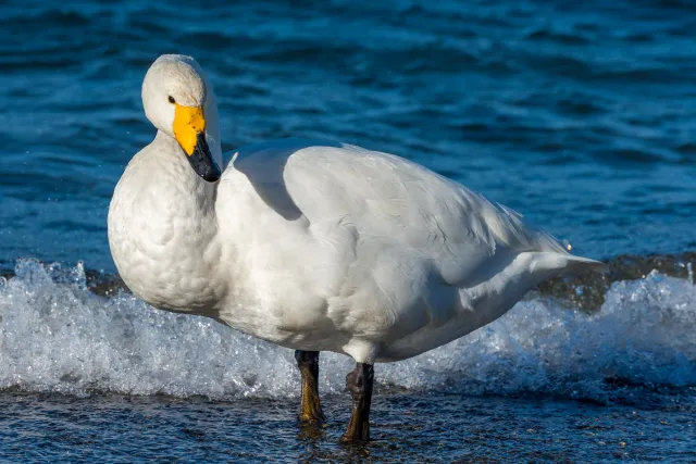 Whooper swans on Lake Kussharo in Hokkaido