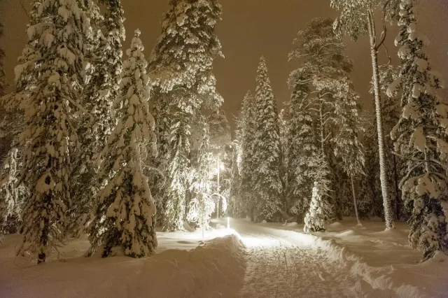 Snow in the woods