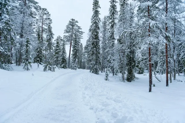 Schnee in den Wäldern