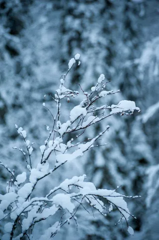 Snow in the woods