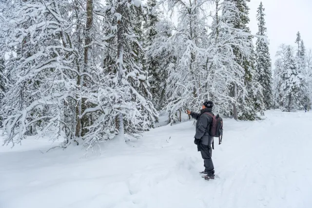 Schnee in den Wäldern