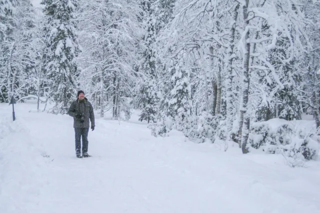 Schnee in den Wäldern