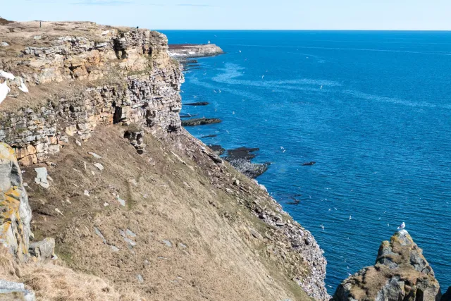 Kittiwake nesting sites in Ekkerøy Bird Sanctuary