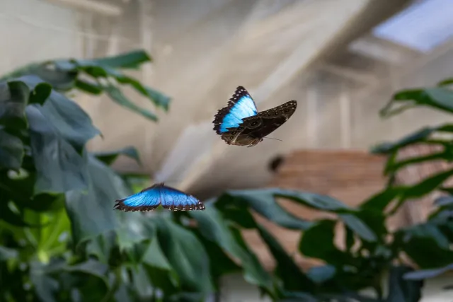 Blauer Morpho (Morpho peleides)