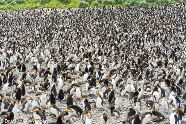 Royal penguins on Macquarie Island 