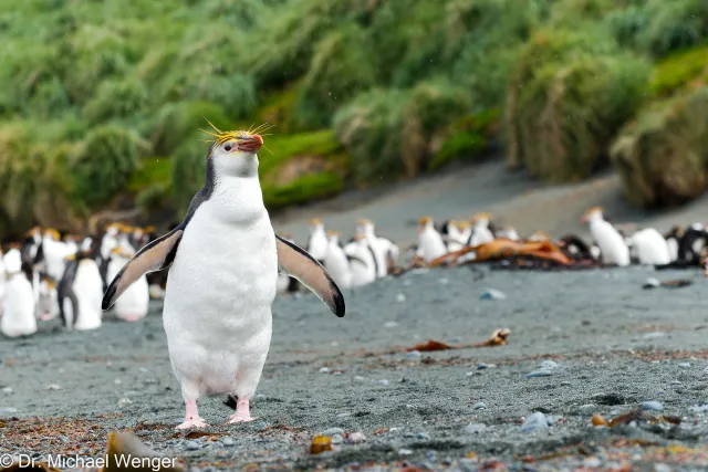 Royal penguins on Macquarie Island 