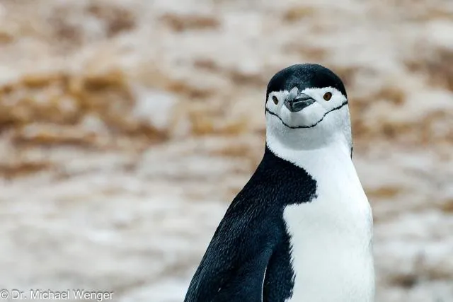 Zügelpinguine in der Antarktis