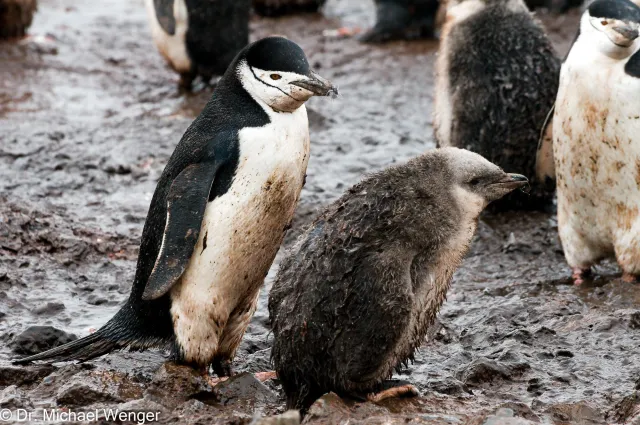 Zügelpinguine in der Antarktis