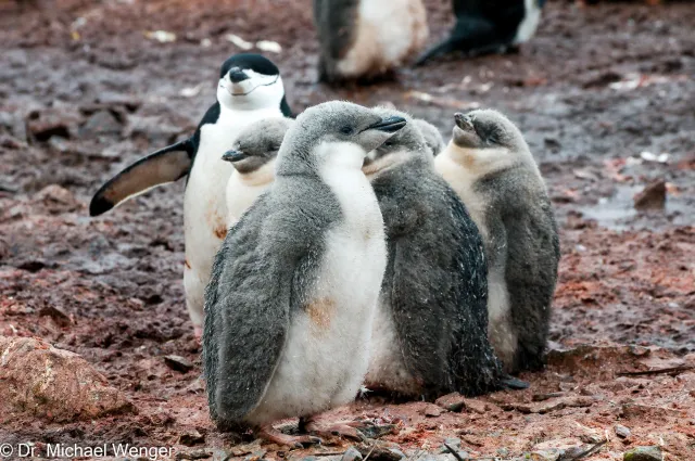 Chinstrap penguins in Antarctica