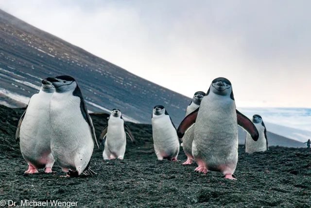 Chinstrap penguins in Antarctica