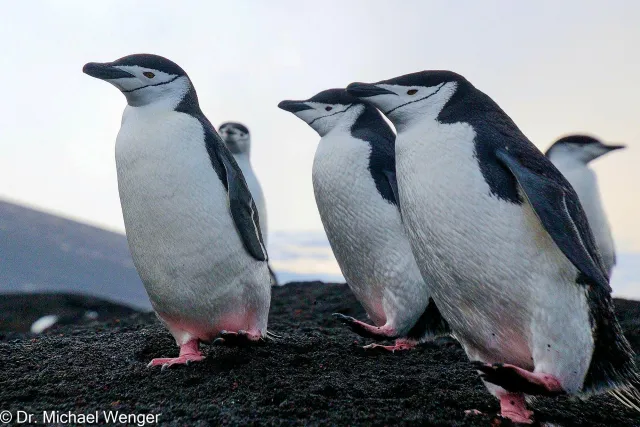 Chinstrap penguins in Antarctica