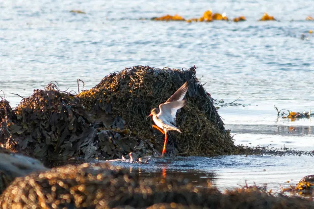 The Dance of the Redshanks