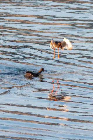 The Dance of the Redshanks