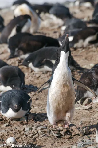 Adelie penguins in Antarctica