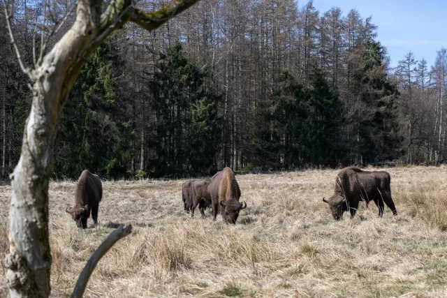 Wisente auf Bornholm