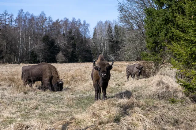 European bison on Bornholm