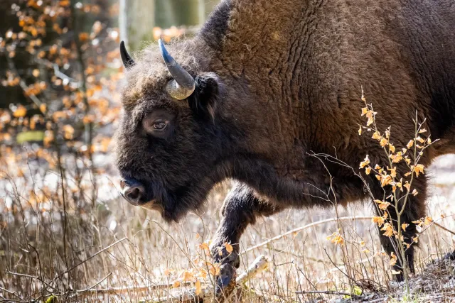 European bison on Bornholm