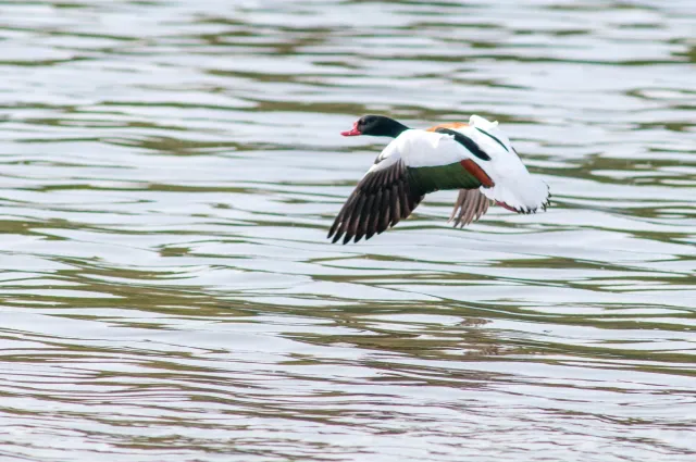 Shelducks in Brittany in 2005