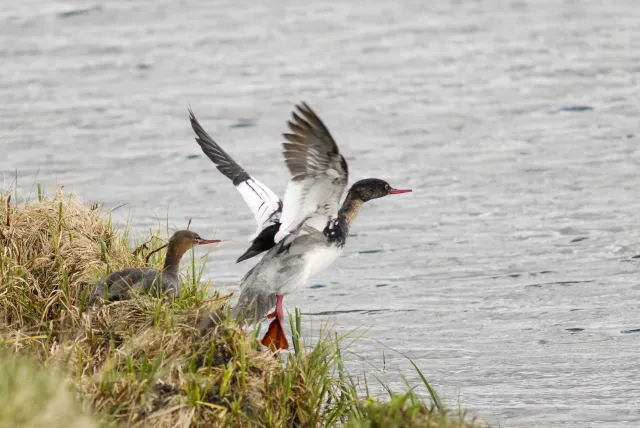 Red-breasted merganser (Mergus serrator) on Iceland at Myvatn, the mosquito lake