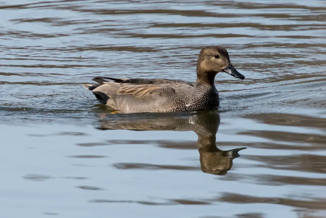 Gadwall ducks in Belgium