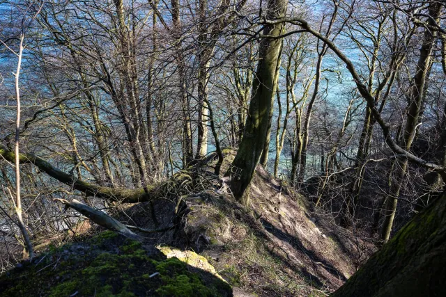 In den Buchenwäldern auf Rügen an der Küste