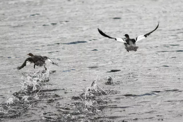 Mittelsäger (Mergus serrator) auf Island am Myvatn, dem Mückensee