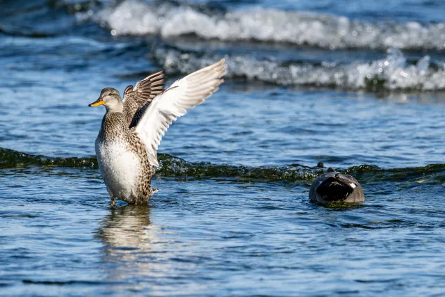 Gadwall ducks on the Baltic coast of Bornholm