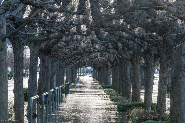 Die überschwemmte Rheinpromenade bei Königswinter