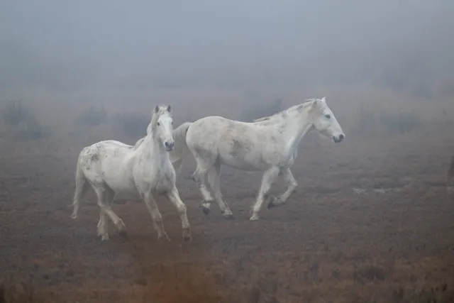 Wilde Wildpferde in der Camargue