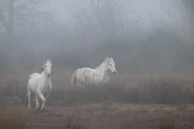 Wilde Wildpferde in der Camargue