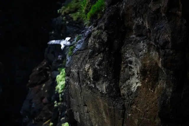 Eissturmvögel beim Mulafossur Wasserfall auf Vágar